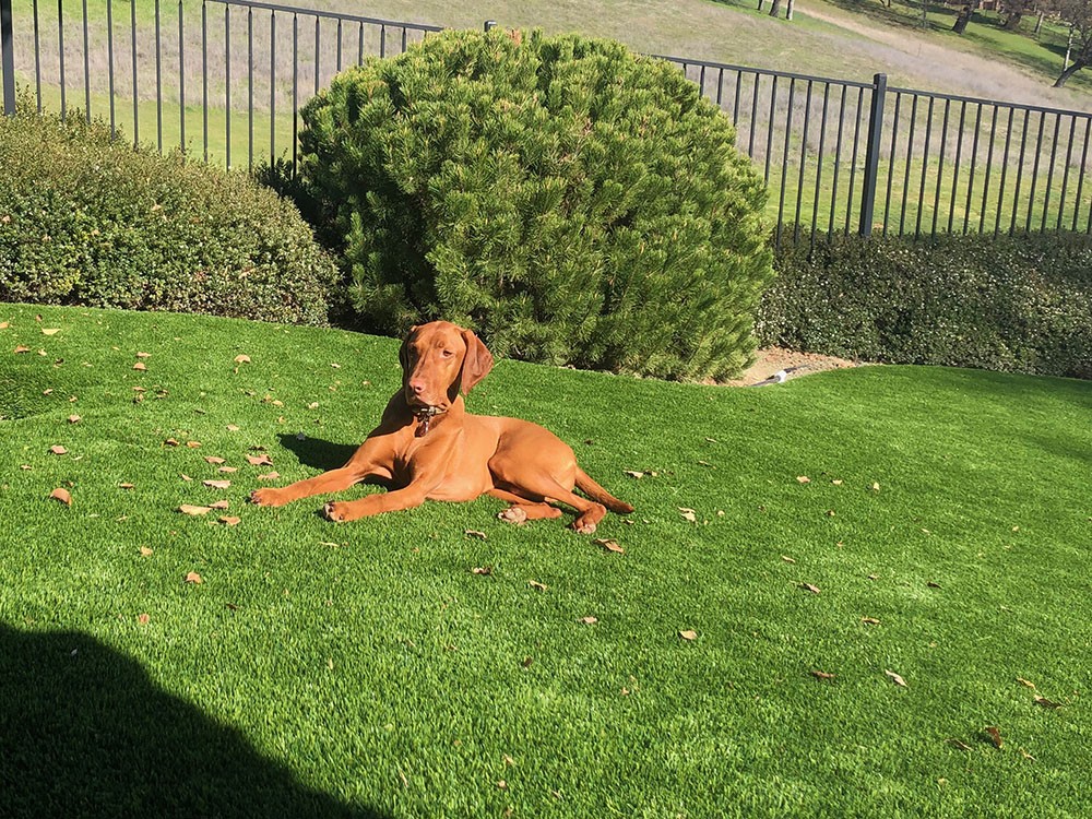 A dog laying in the grass on top of a green lawn.