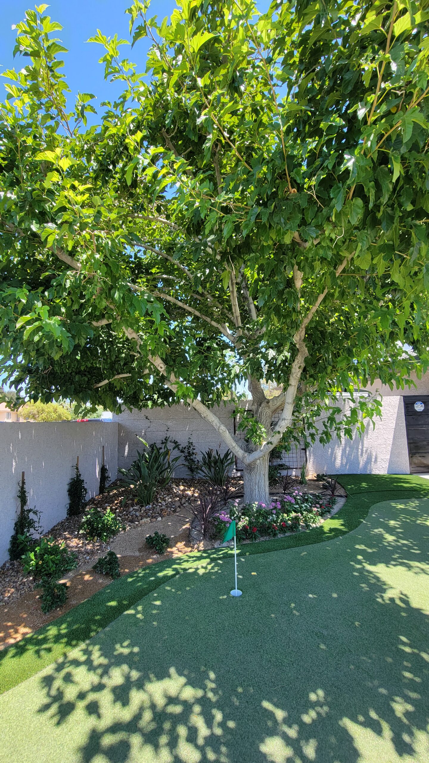 A tree in the middle of a backyard with grass.