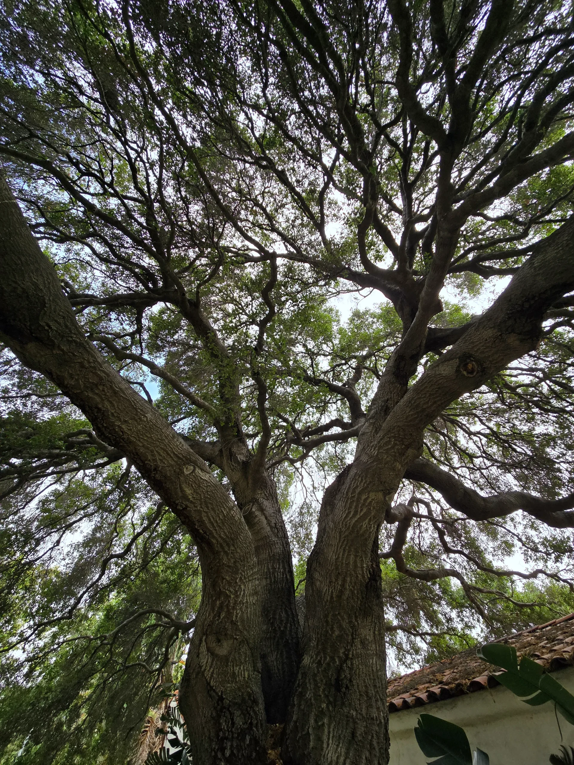 tree